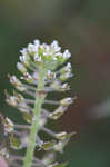 Field pepperweed